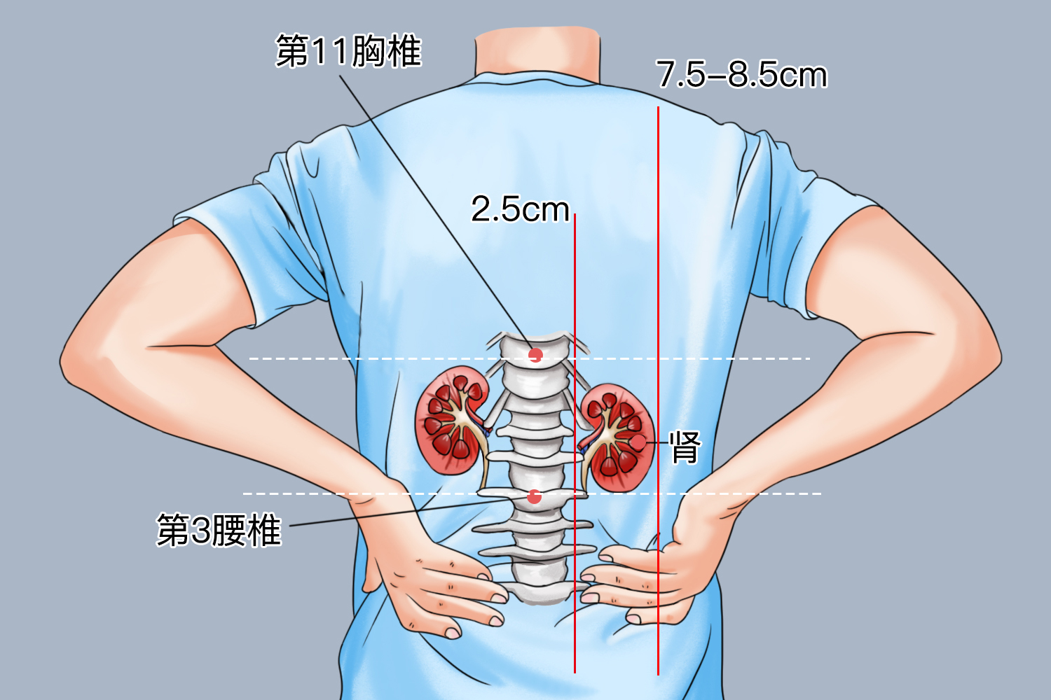 人的肾在哪个位置图 | 百度健康·医学科普