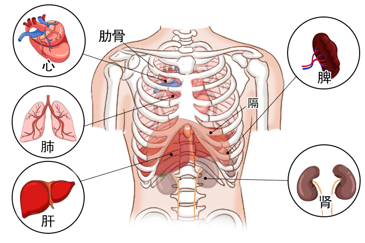 五脏位置图