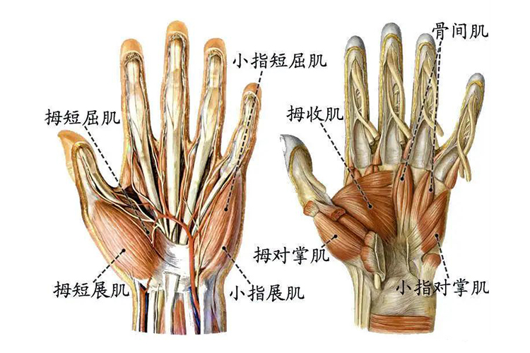 手部肌肉图