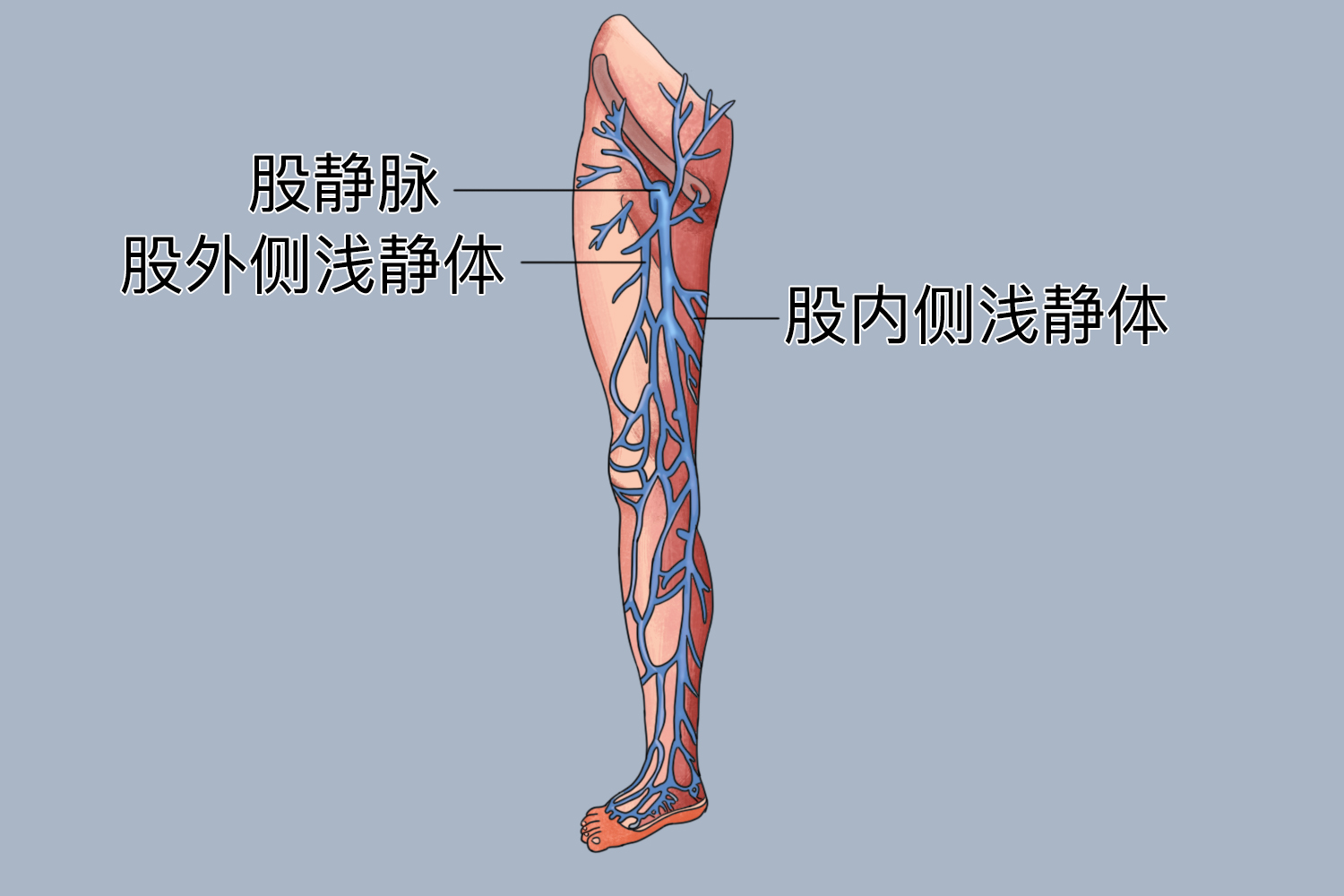 股总静脉解剖图 | 百度健康·医学科普