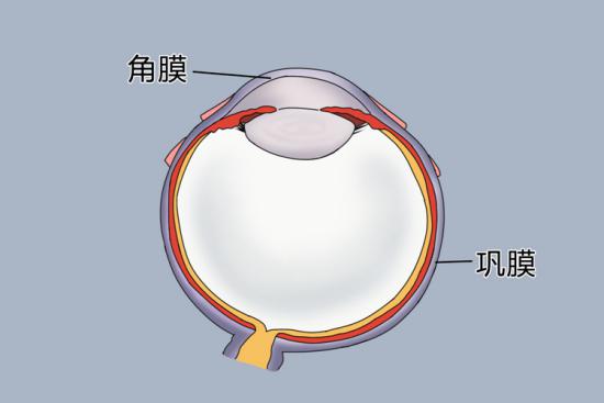 眼角膜位置图