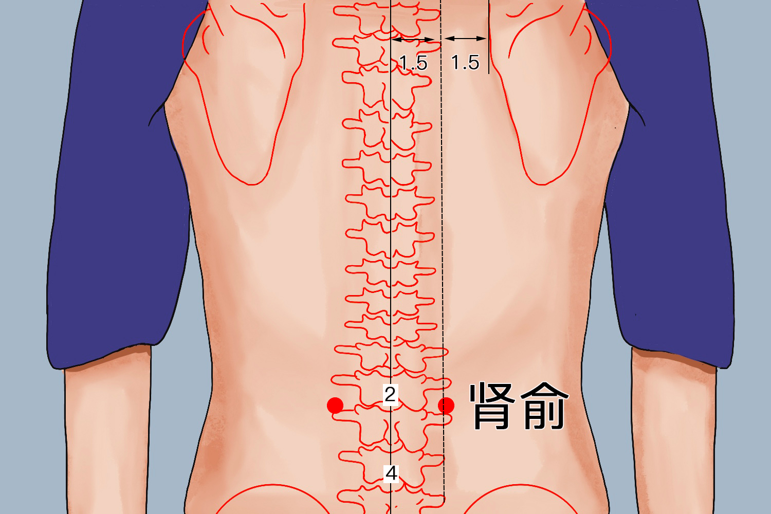 肝俞肾俞准确位置图