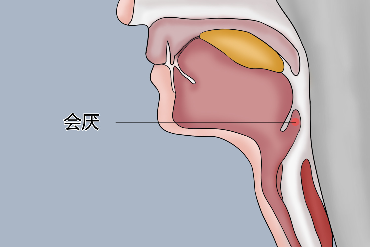 会厌炎在咽喉什么位置