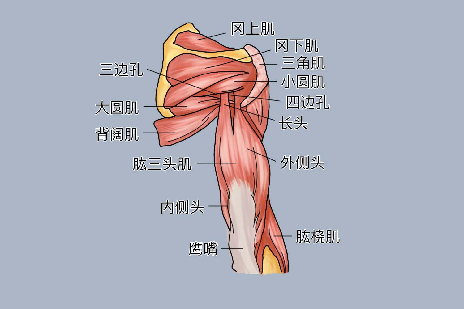 胳膊上的肌肉图解 | 百度健康·医学科普