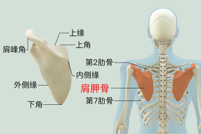 肩胛骨位置图