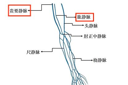 肱静脉与贵要静脉解剖图