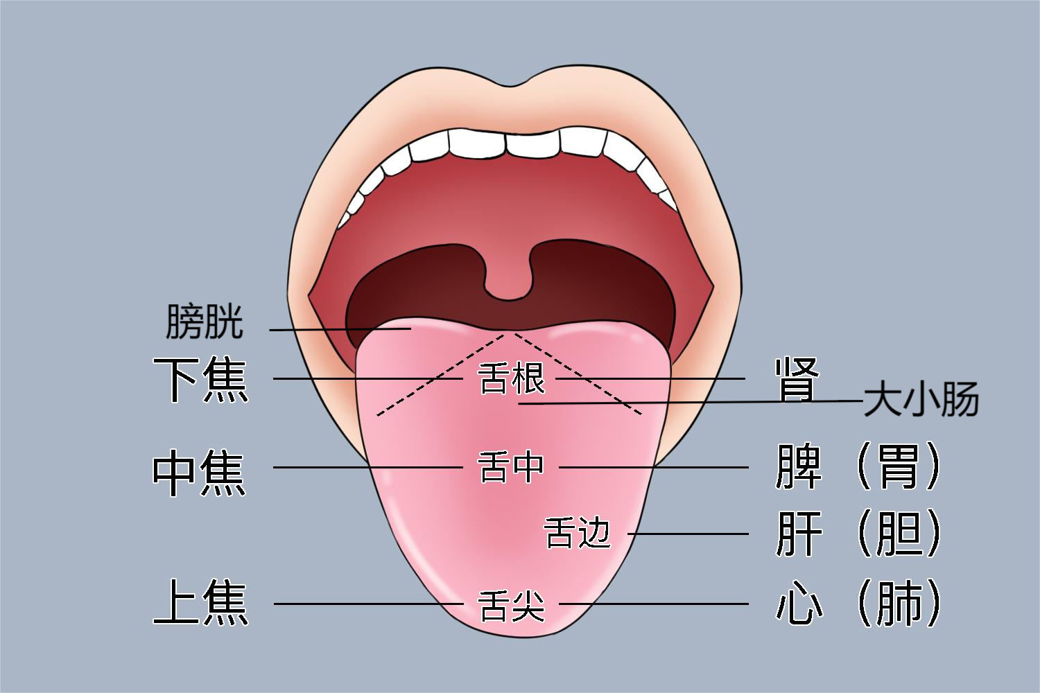 五脏在舌头上的对应位置图片 | 百度健康·医学科普