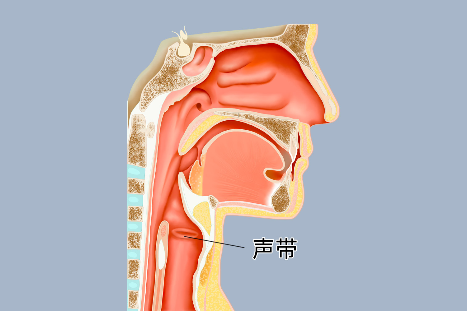 声带在喉咙的什么位置图 | 百度健康·医学科普
