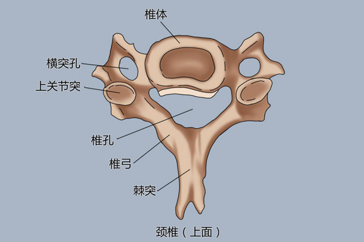 正常颈椎和不正常图片