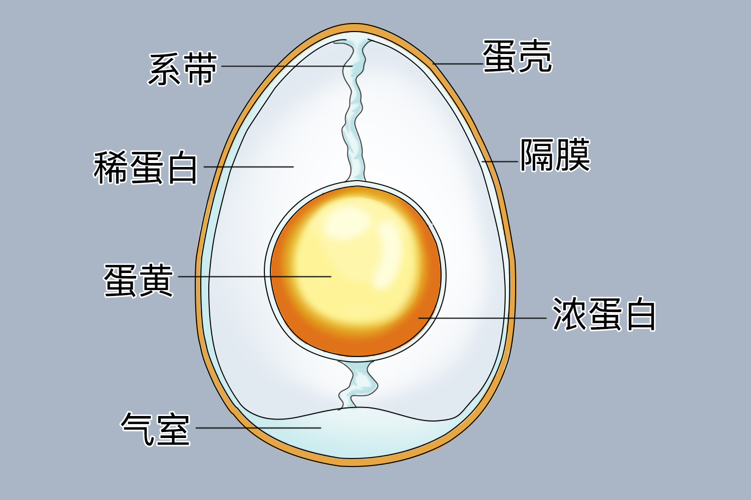 鸡蛋结构图