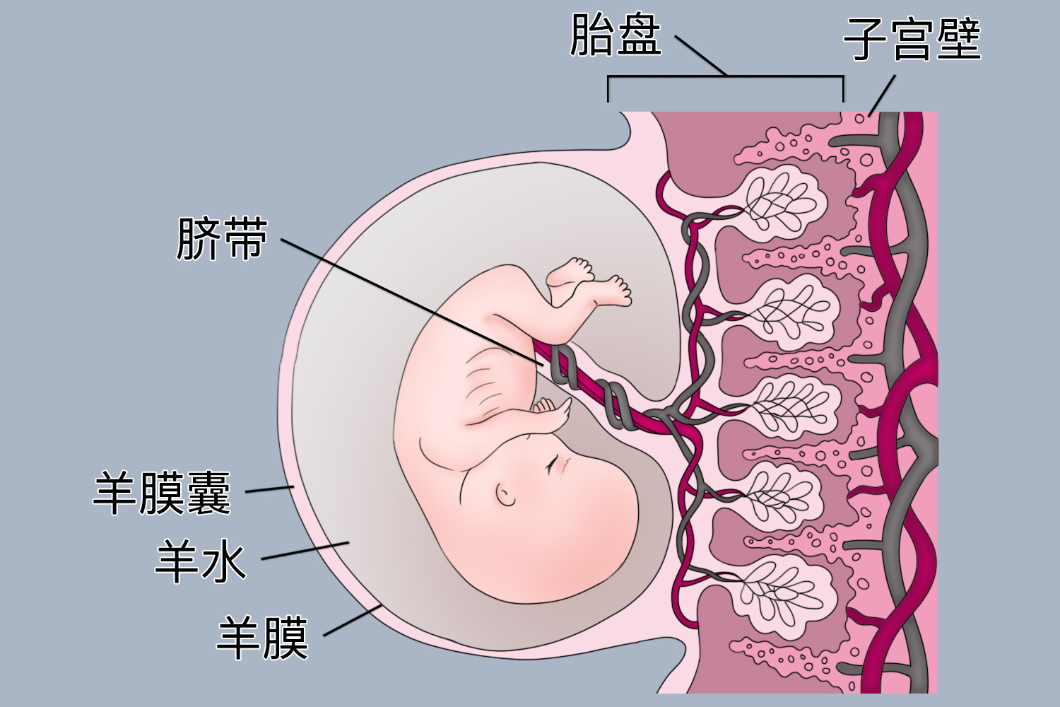 子宫内胎儿胎盘和脐带示意图