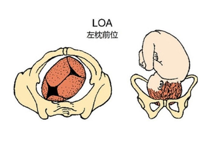 胎动踢右腰部胎位图解
