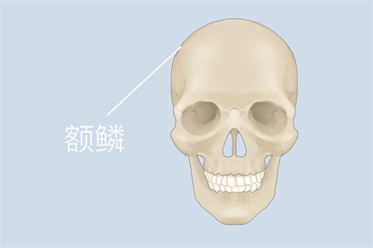 额骨的额鳞位置图解