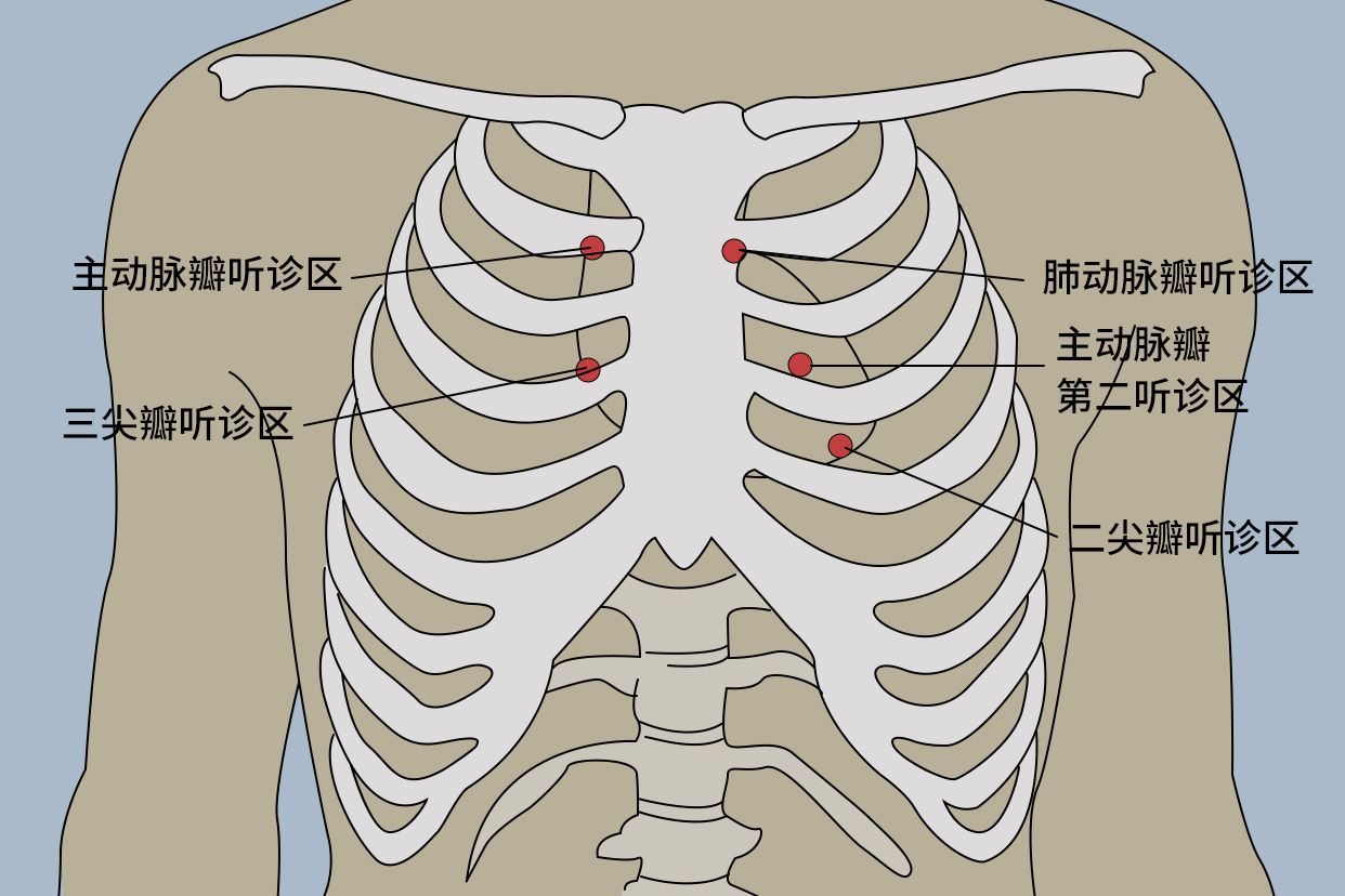 心脏听诊区位置示意图