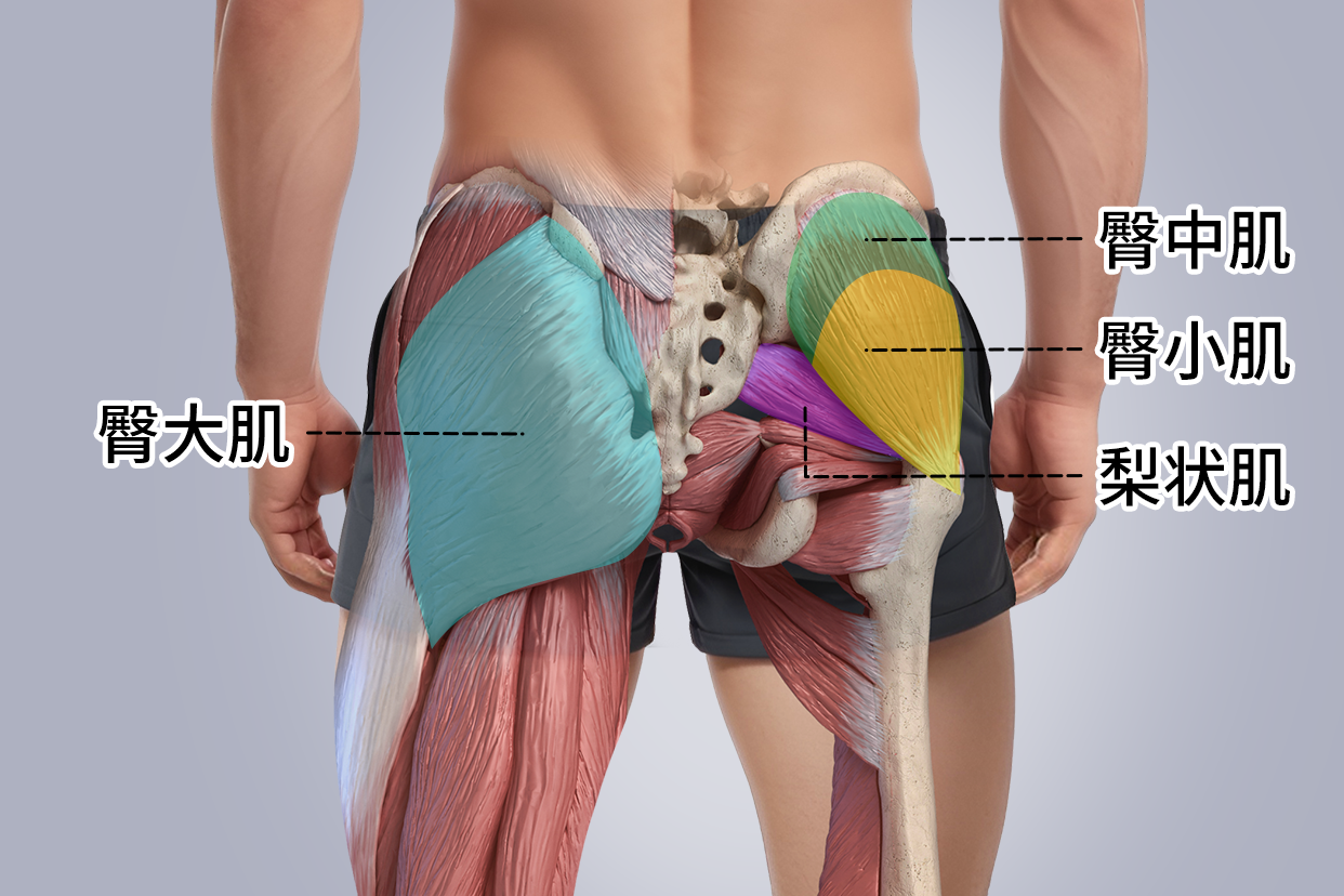 臀部肌肉名称及位置图