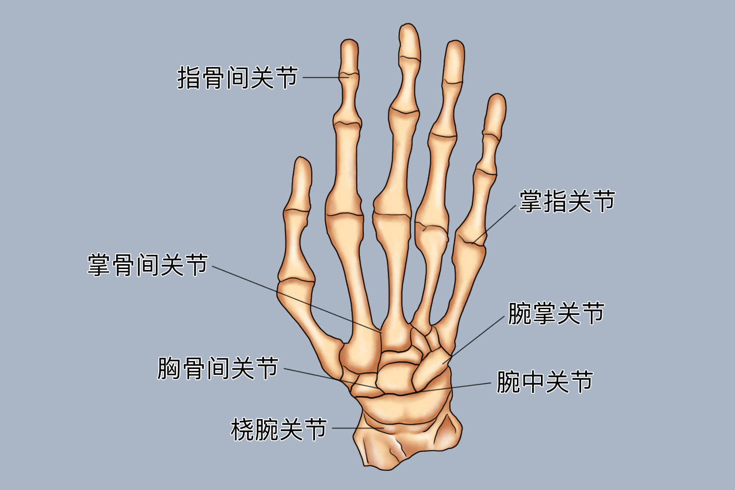 右手关节图片结构图 | 百度健康·医学科普