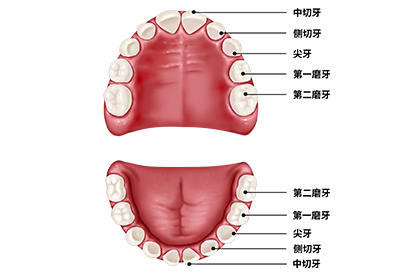 乳牙图