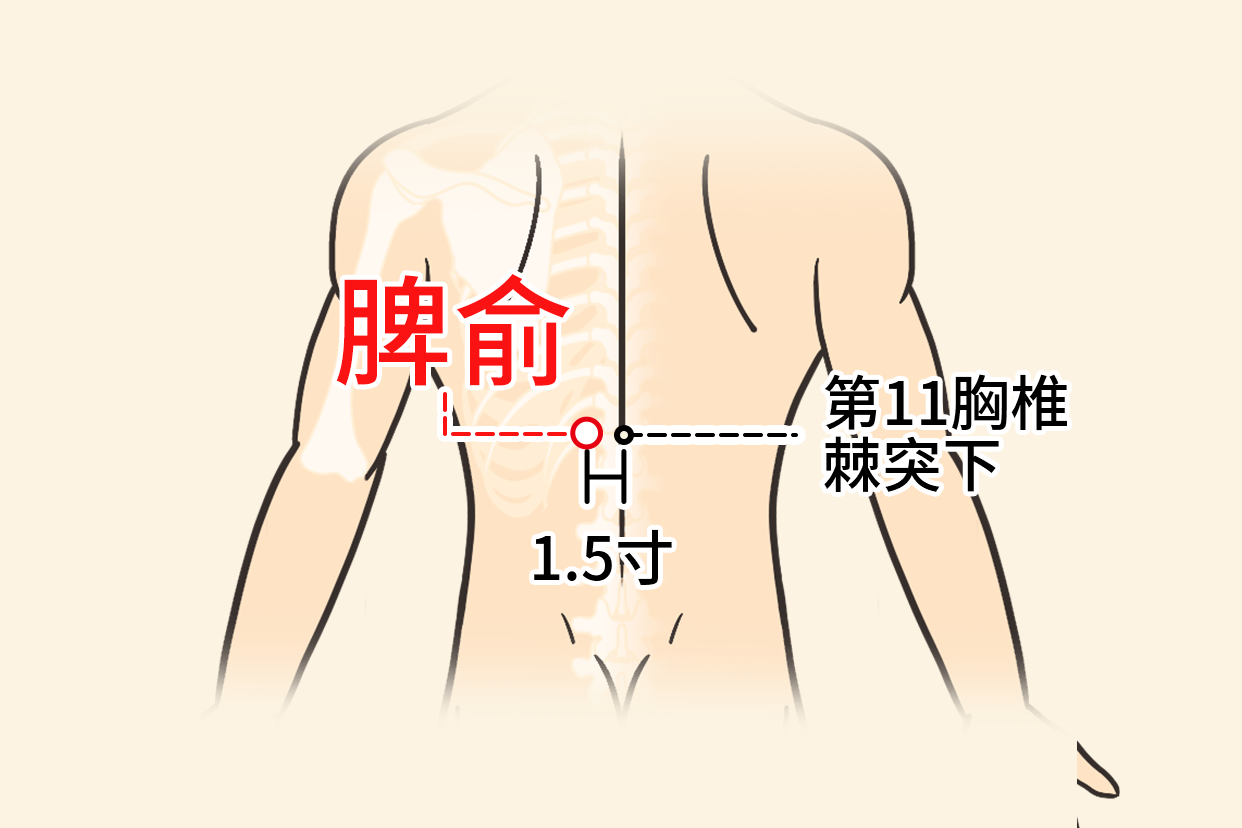 胃五罐准确位置图片