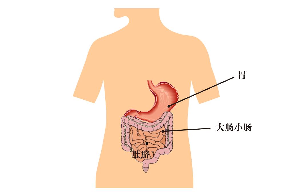 人体肠道图