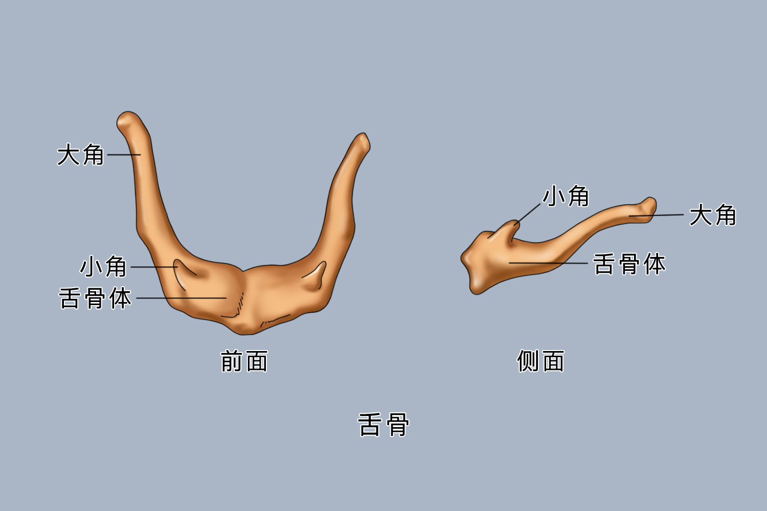 脸部骨头名称分布图