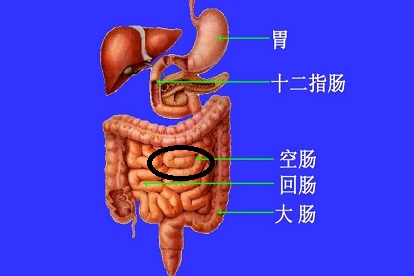 空肠图