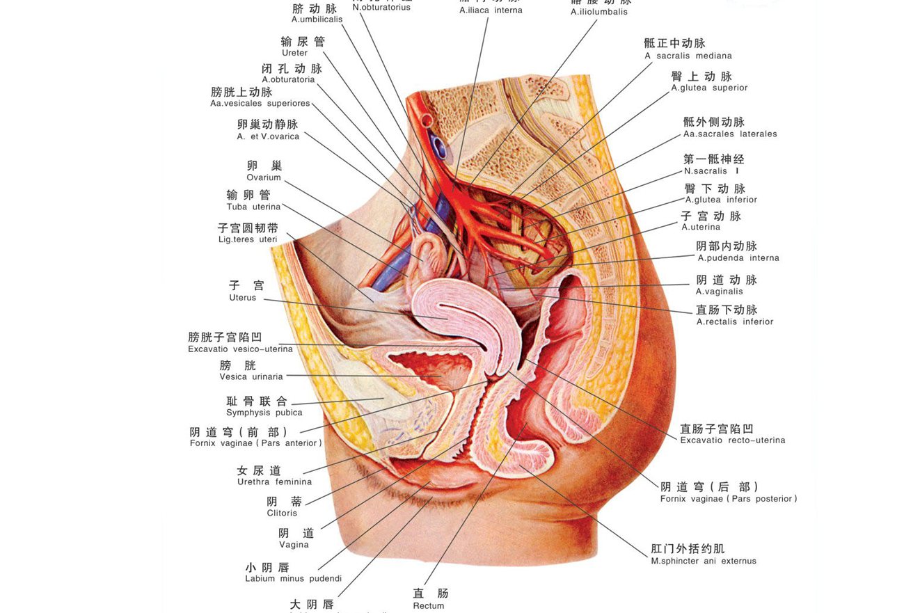 女性盆腔解剖图