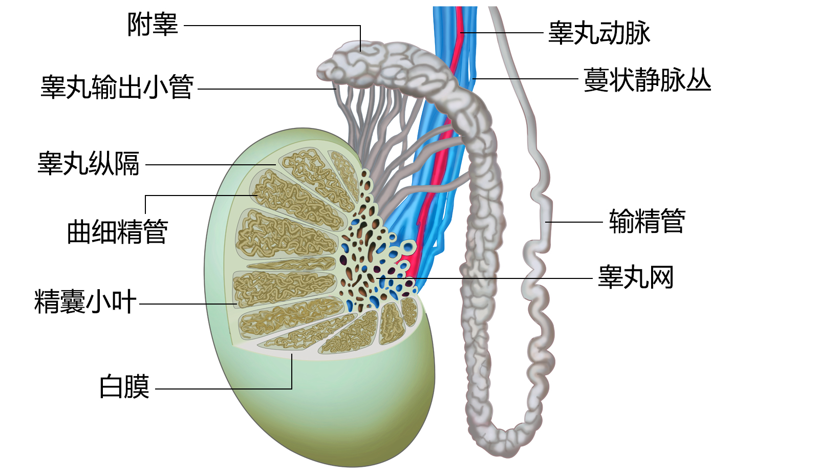 睾丸形态结构图