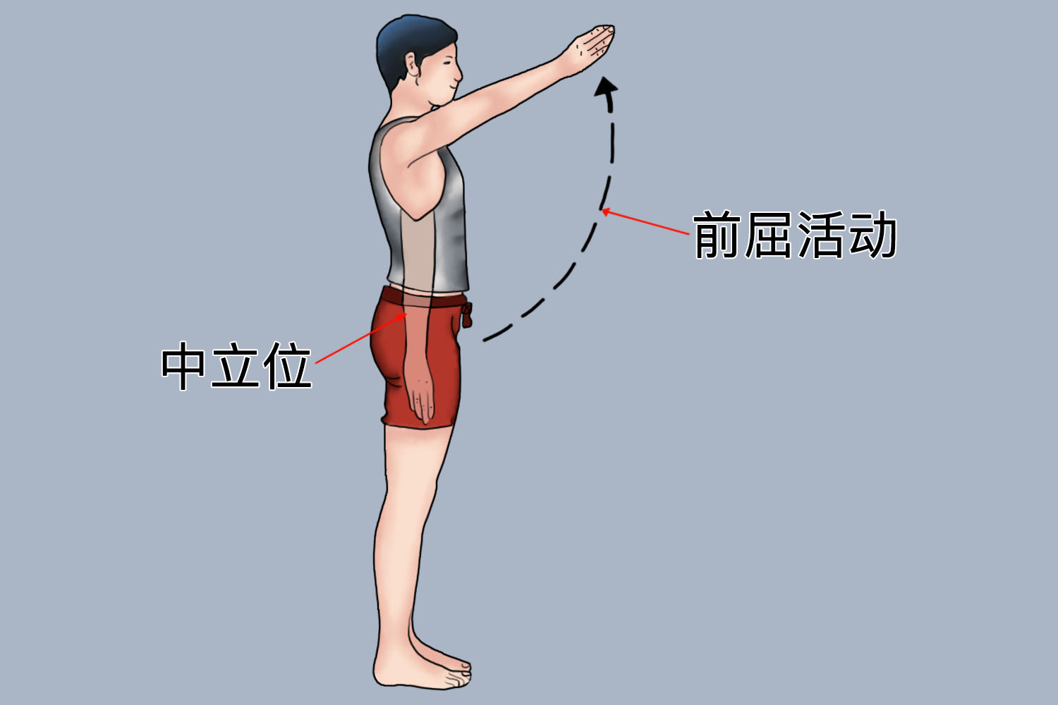 肩关节前屈动作图