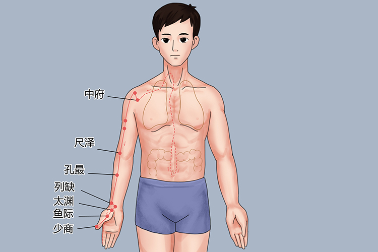 手太阴肺经图