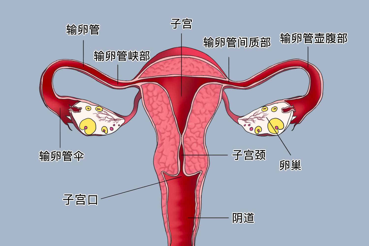 子宫口位置图