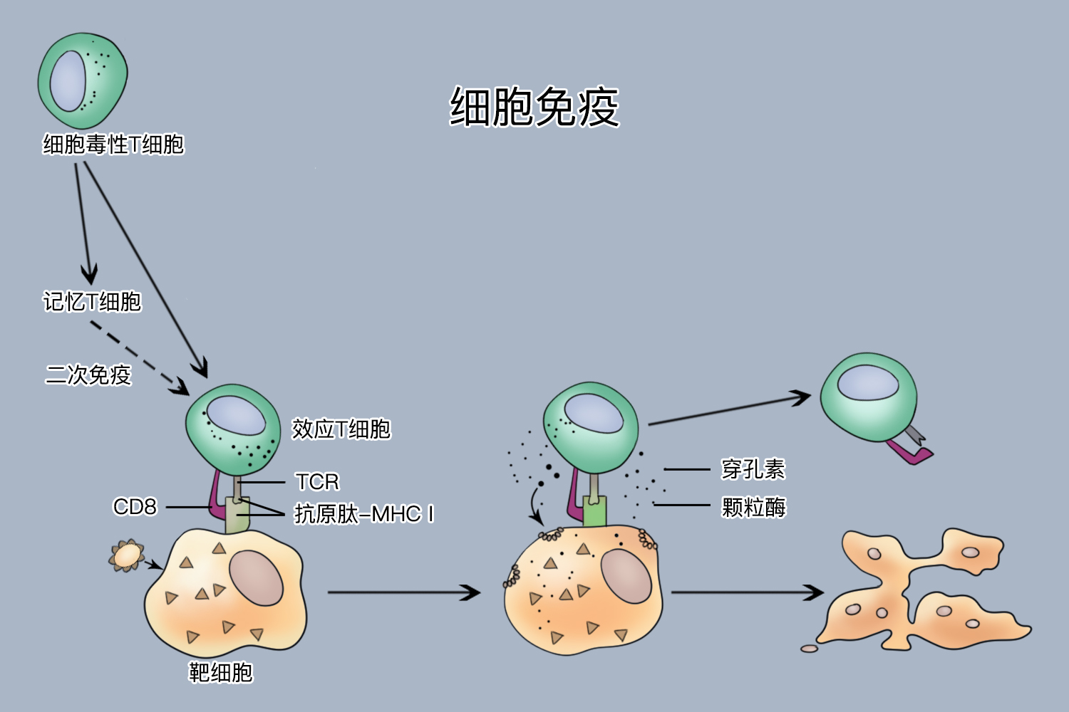 细胞免疫应答图