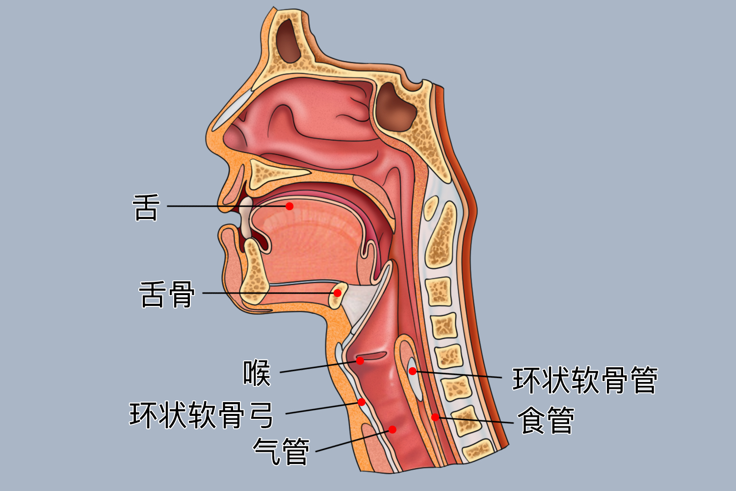 环状软骨位置解剖图