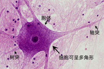人体四种组织细胞图