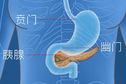 胰腺在人体的哪个部位图解 – 胰管在哪 – SKLF