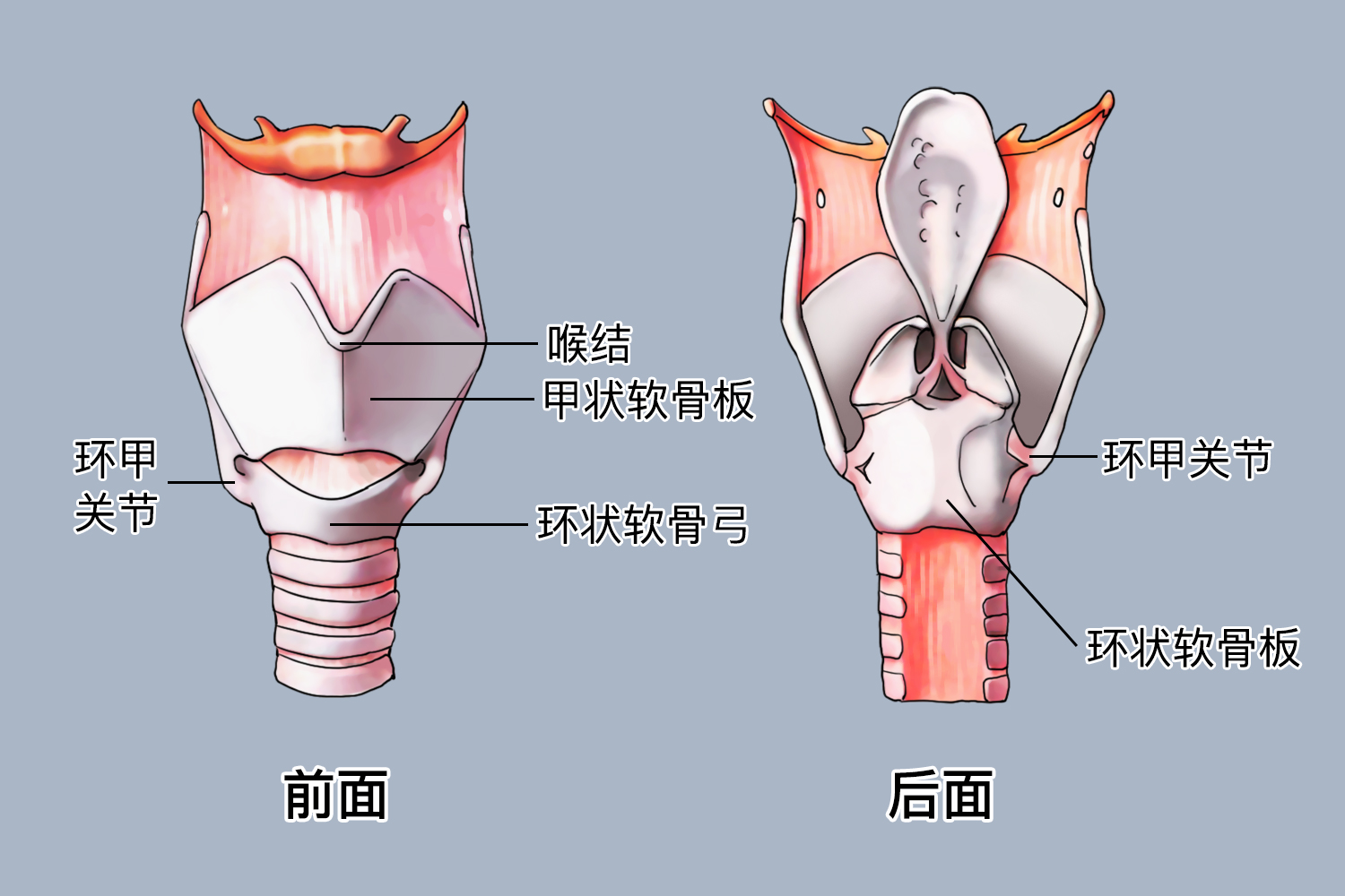 甲状软骨和环状软骨解剖位置图