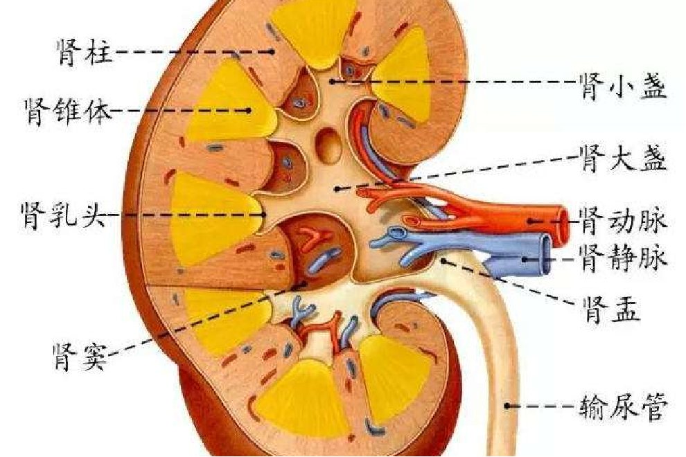 肾小盏和肾大盏图片