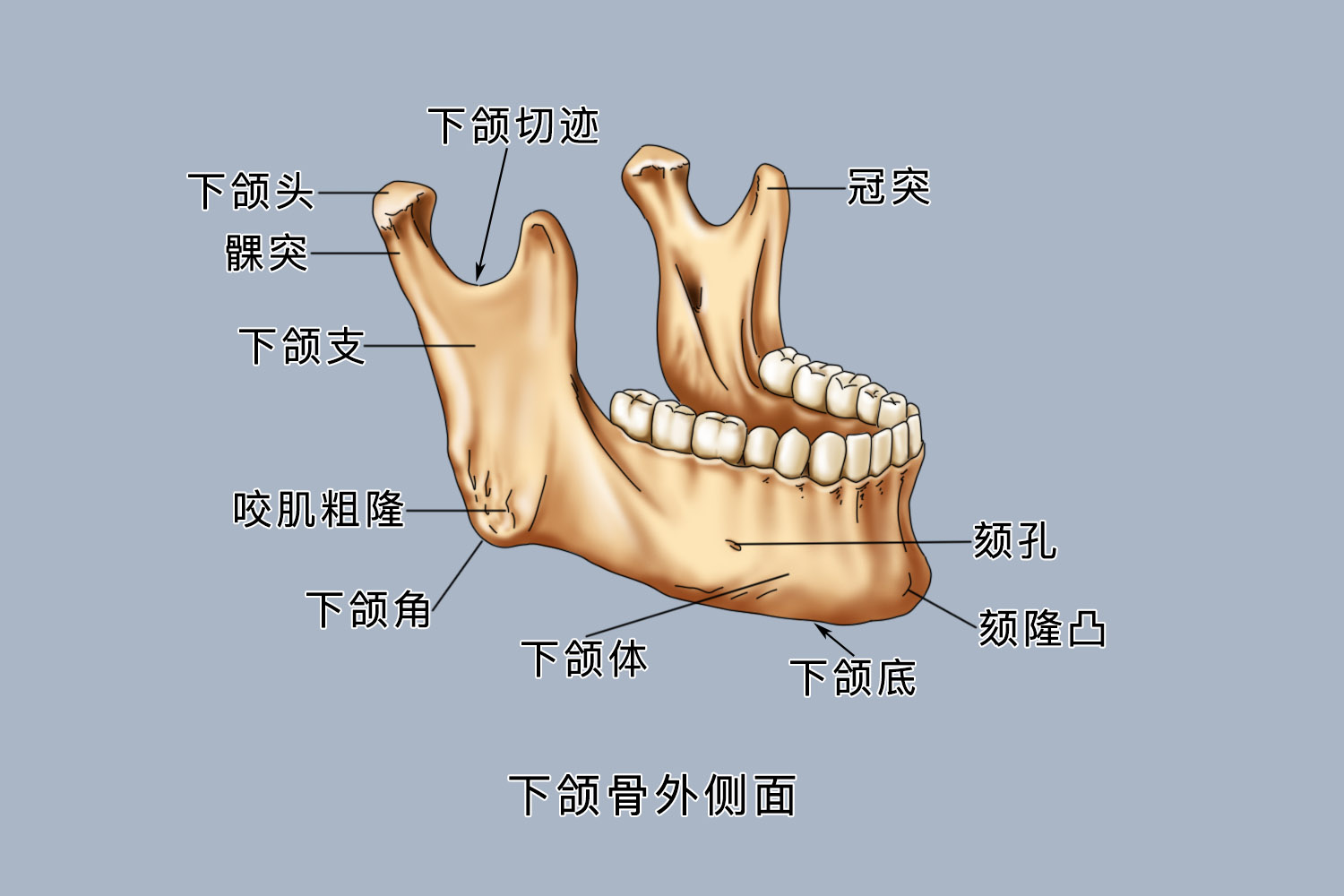人脸部位骨头名称图解 | 百度健康·医学科普