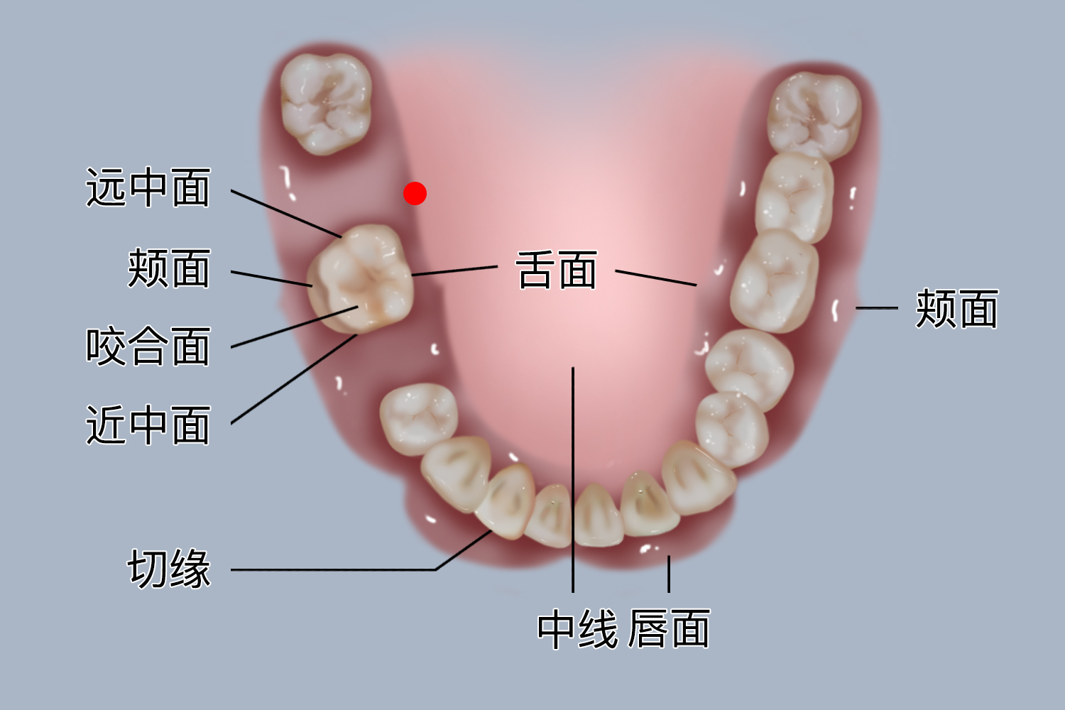 牙冠与牙根的图片 | 百度健康·医学科普