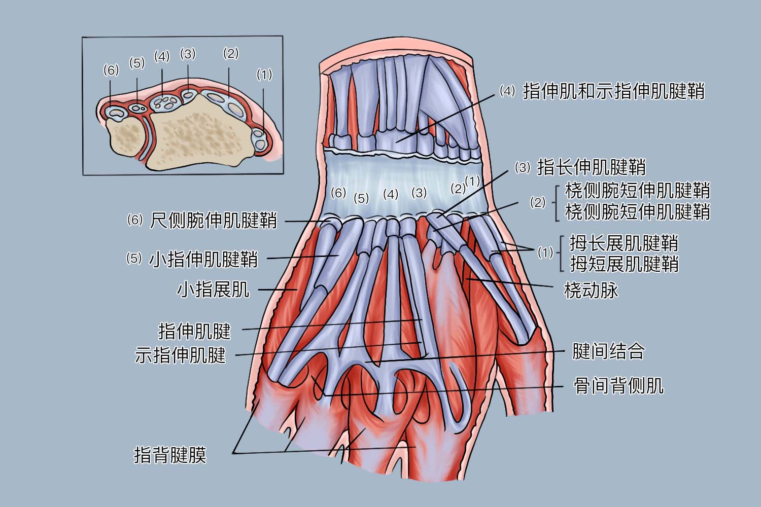 手腕结构解剖图 | 百度健康·医学科普