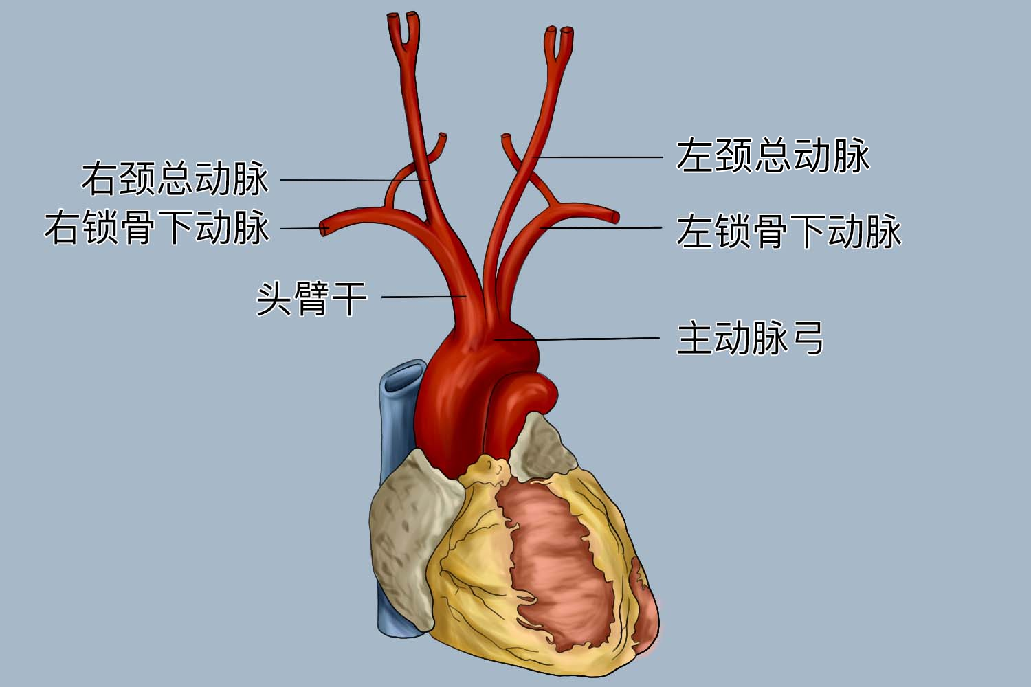 主动脉弓的三大分支图