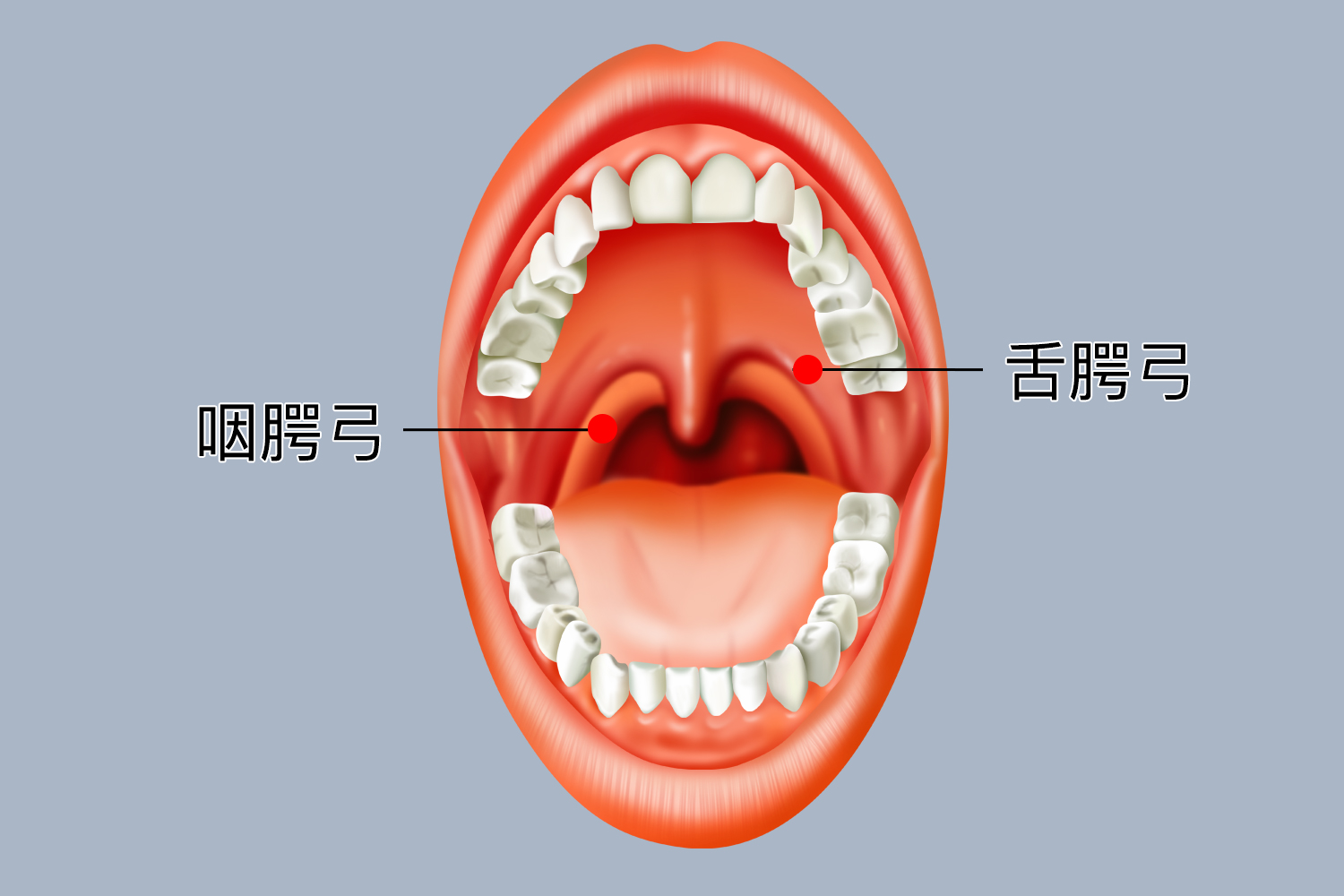 咽喉部解剖最全图解，值得收藏-搜狐大视野-搜狐新闻