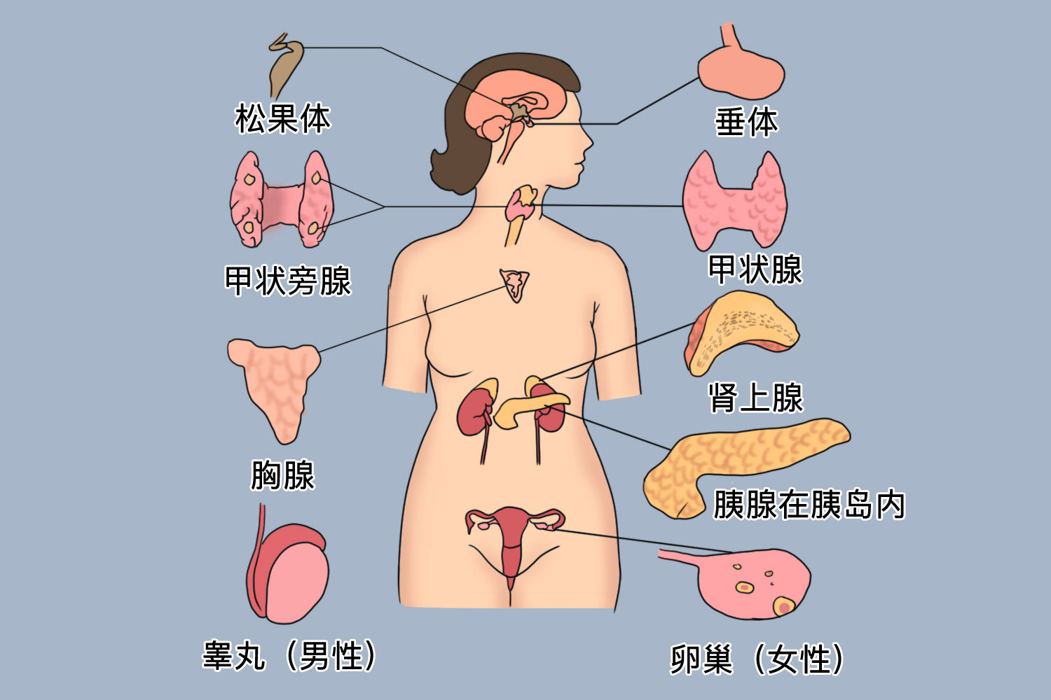 八大腺体位置示意图