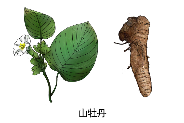 铁打王草药图片 | 百度健康·医学科普
