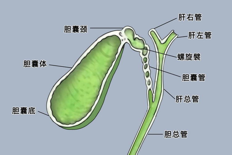 胆囊结构图