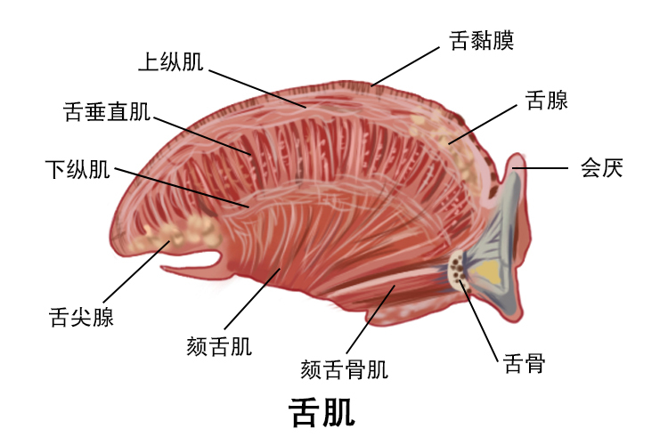 舌各部位图解 | 百度健康·医学科普