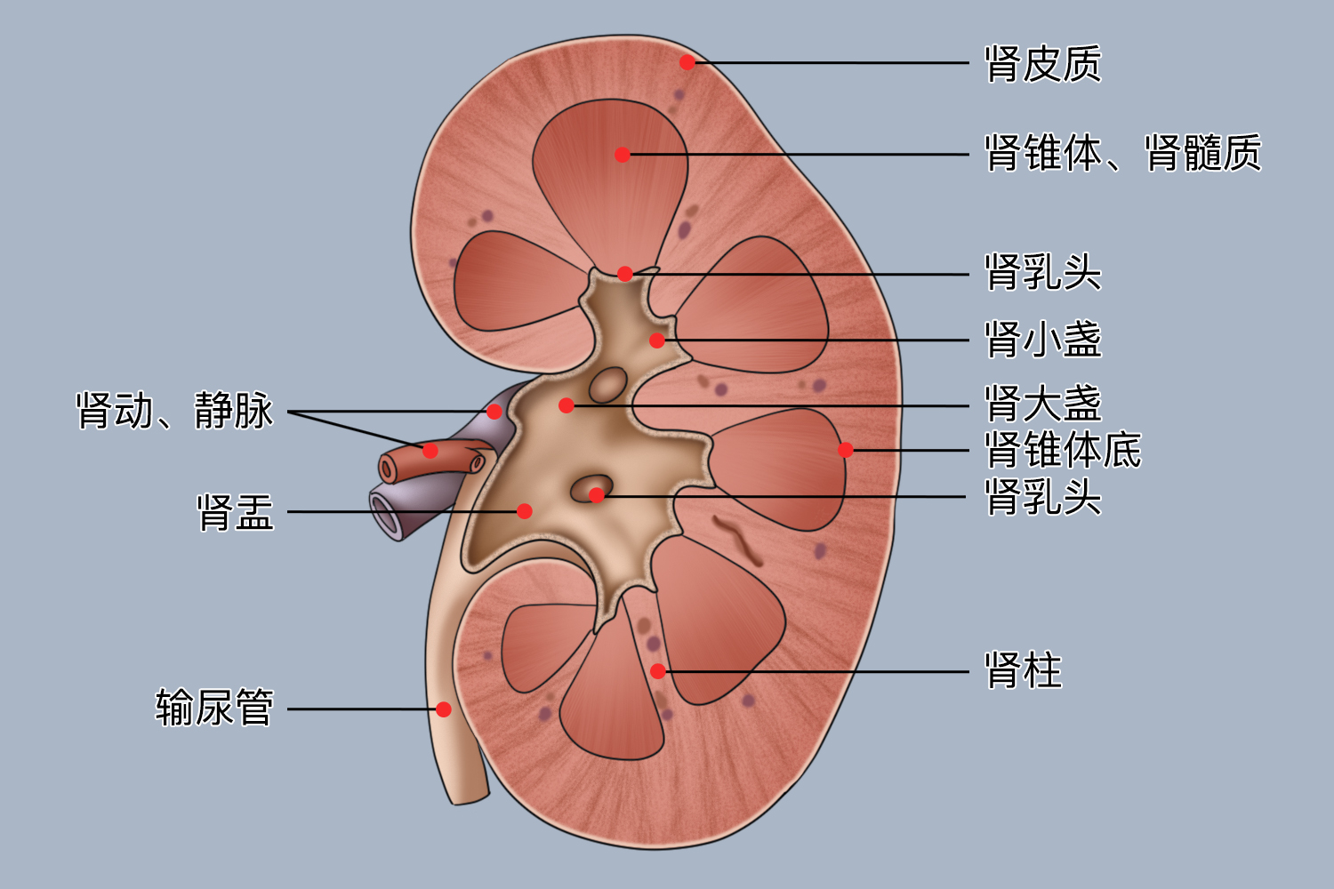 人体肾的位置结构图