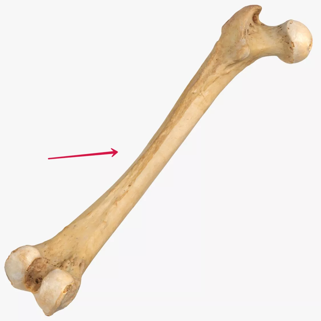 股骨图片