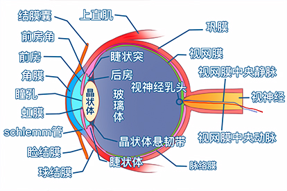 眼球的结构示意图 | 百度健康·医学科普