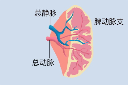 脾脏的血管解剖图 | 百度健康·医学科普