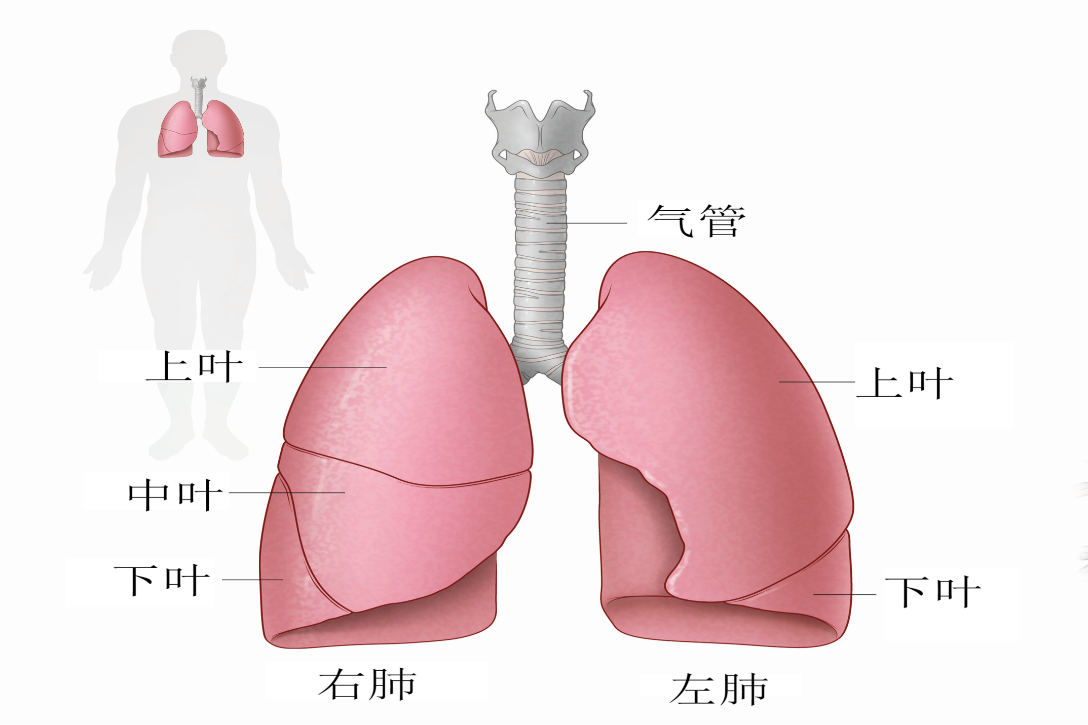 人体肺部结构图